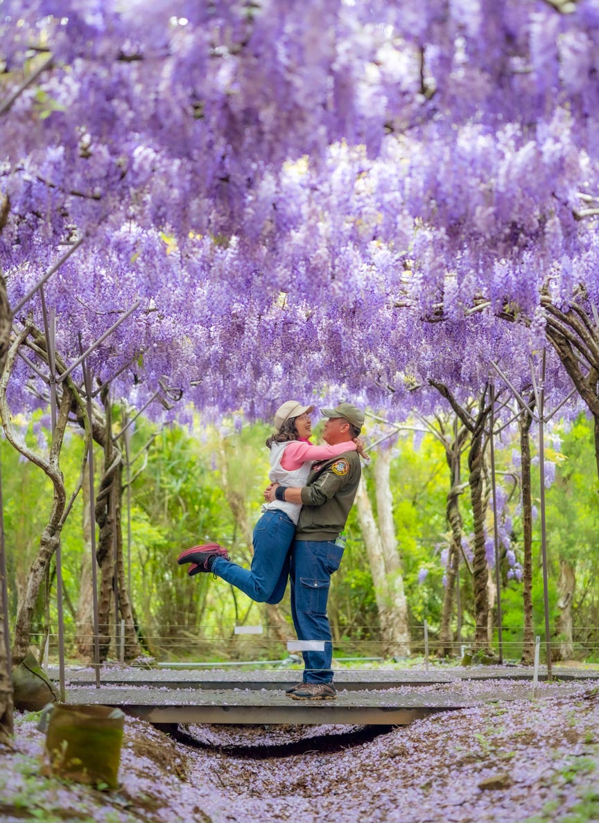 紫藤花園